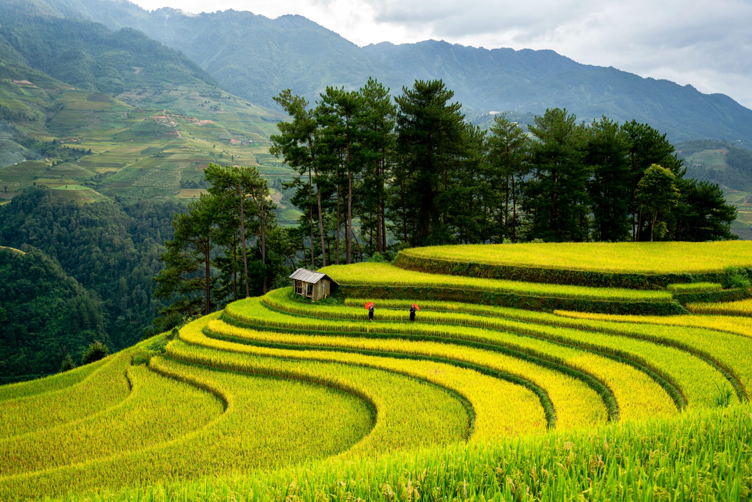 Ruộng bậc thang Sa Pa